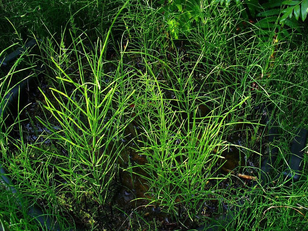 Photo of the entire plant of Field Horsetail (Equisetum arvense) posted