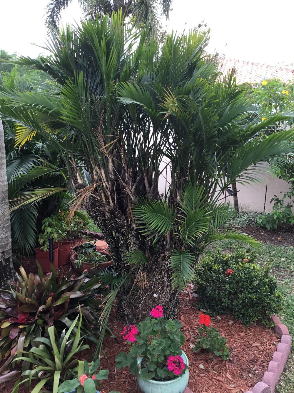 Full grown cat palm 15 year old planted in dirt outside in the Ask a