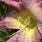 Location: Private Daylily Garden, MIDate: 2010-07-15