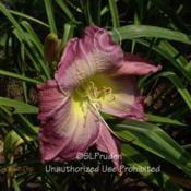 Location: Private Daylily Garden, MIDate: 2010-07-15