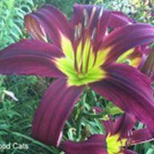 Daylily (Hemerocallis 'A Few Good Cats') in the Daylilies Database