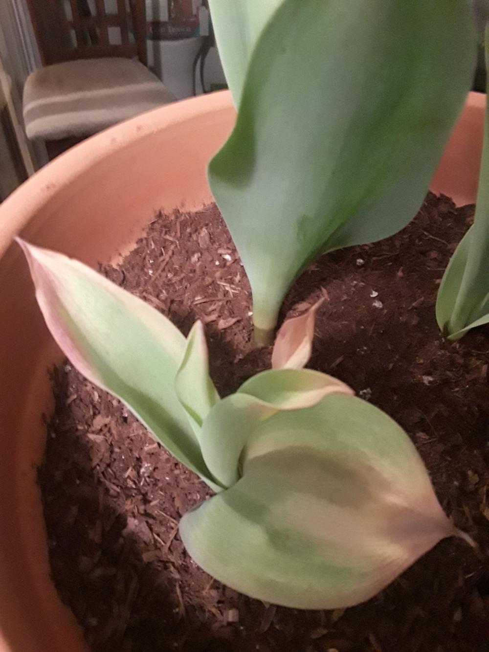 Tulips turning brown before blooming in the Ask a Question forum