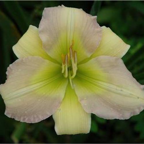 Daylily (Hemerocallis 'Fall Back in Time') in the Daylilies Database