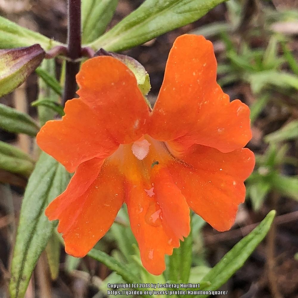 Monkey Flower (Diplacus Jelly Bean™ Tangerine)