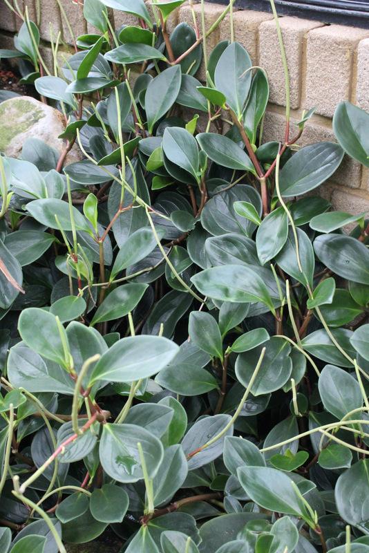 Spoonleaf Peperomia (Peperomia magnoliifolia)