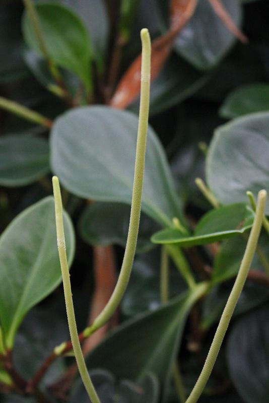 Spoonleaf Peperomia (Peperomia magnoliifolia)