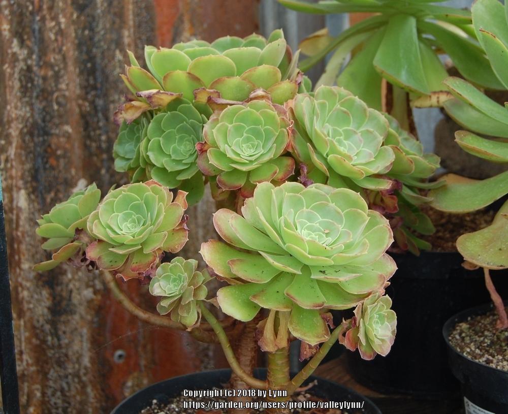 Photo of the leaves of Saucer Plant (Aeonium urbicum) posted by