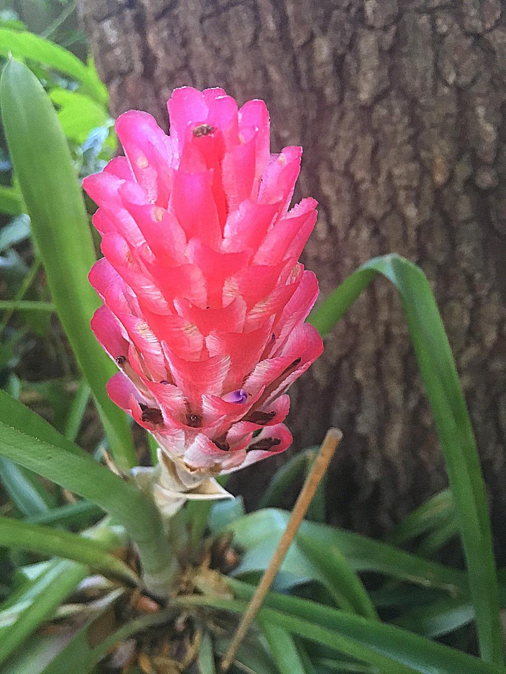 Bromeliad (Quesnelia arvensis 'Rose')