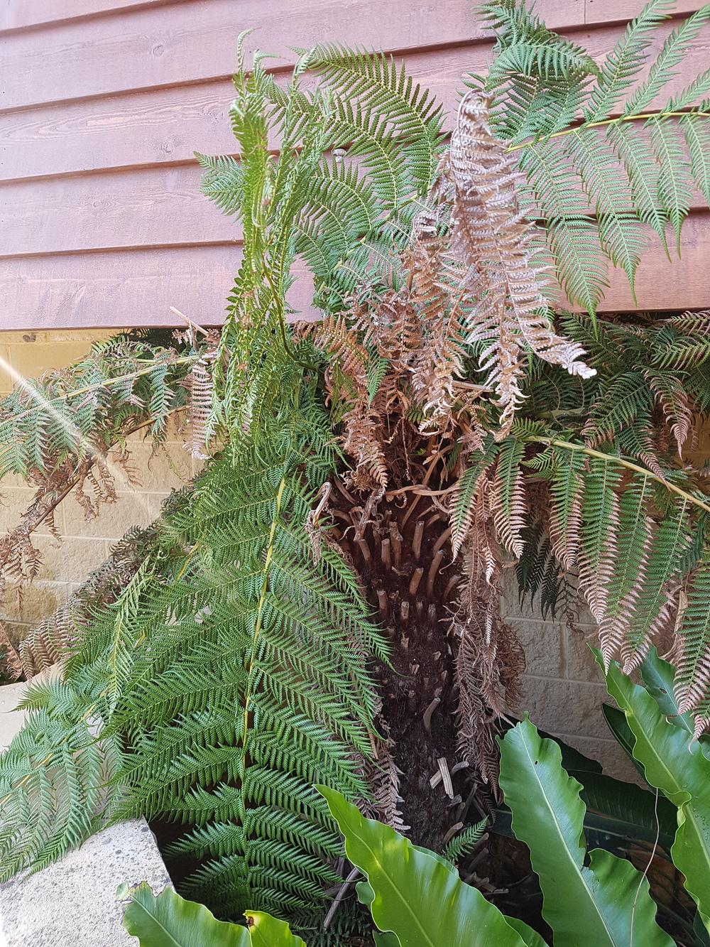 Cutting back tree ferns in the Ask a Question forum