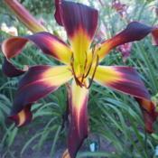 Location: Northern GermanyDate: 2017-07-09