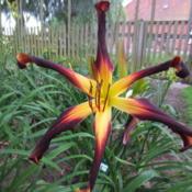 Location: Northern GermanyDate: 2017-06-24