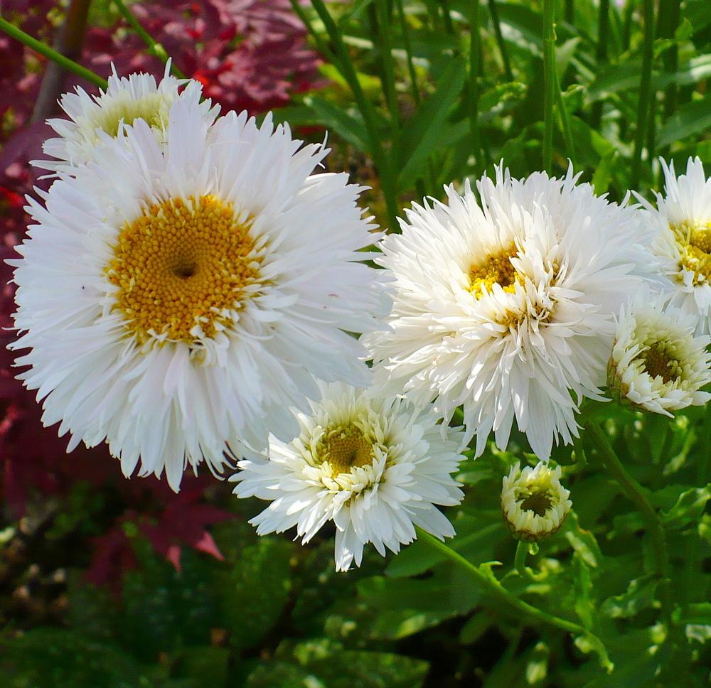 Shasta Daisies Plant Care and Collection of Varieties
