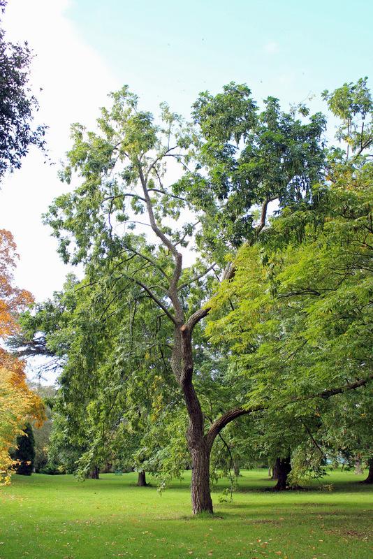 Chinese Wingnut (Pterocarya stenoptera)