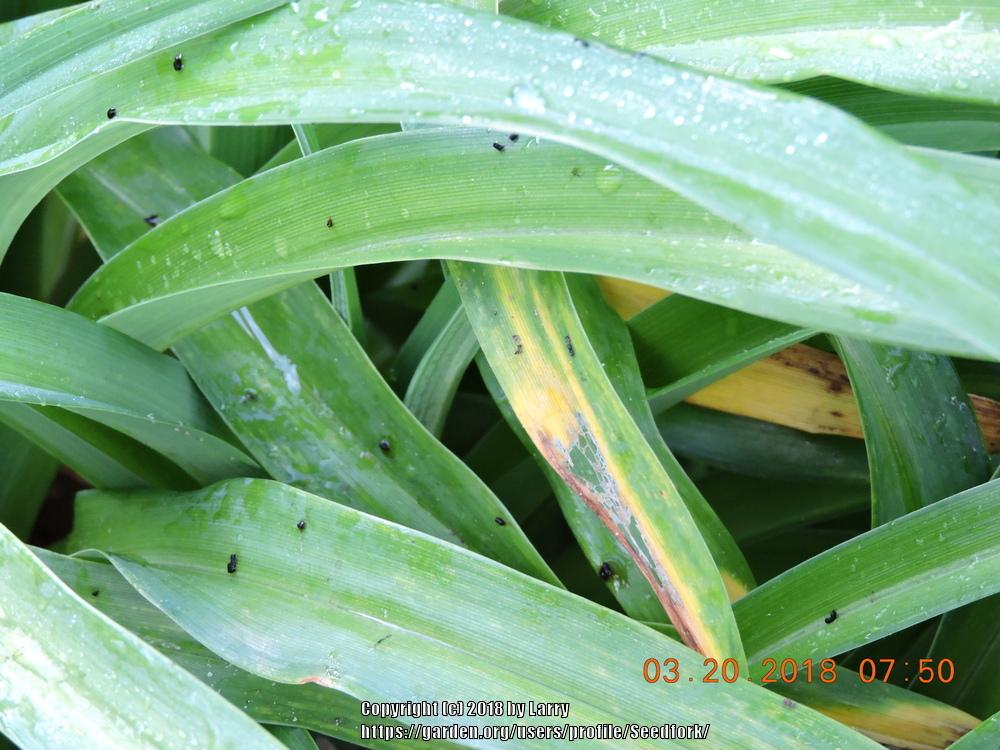 Snails and Slugs in the Daylilies forum