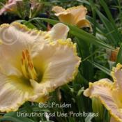 Location: Plymouth Nursery, Plymouth, MIDate: 2009-07-15