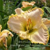 Location: Plymouth Nursery, Plymouth, MIDate: 2009-07-15