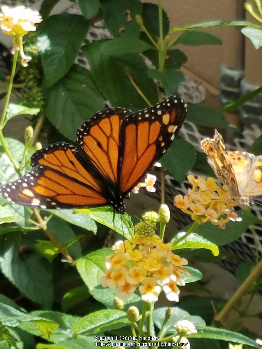 Butterfly Gardening in