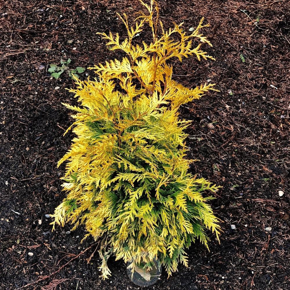 Arborvitaes Plant Care and Collection of Varieties