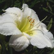 Location: My Yard, Zone 6aDate: 2005-08-01