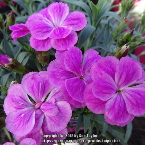 Pink (Dianthus ‘Peman’) in the Dianthus Database - Garden.org