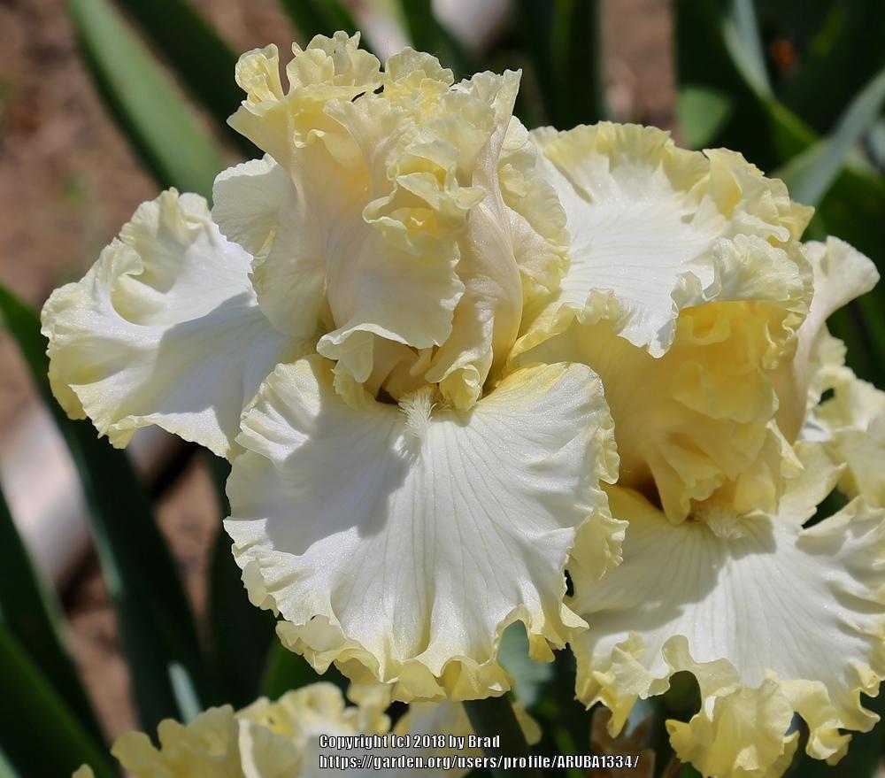 Tall Bearded Iris (Iris 'Pale Sunlight') in the Irises Database