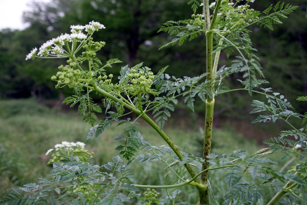 Photo of the entire plant of Poison Hemlock (Conium maculatum) posted