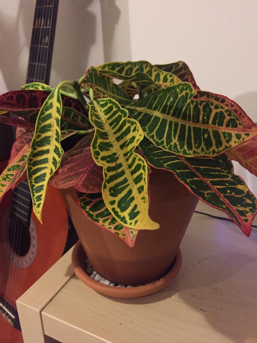 Croton plant drooping! HELP! in the Houseplants forum