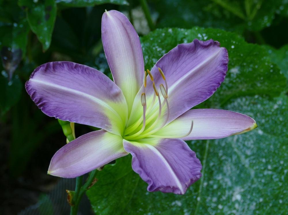 Daylily (Hemerocallis 'Blue Dolphin') in the Daylilies Database