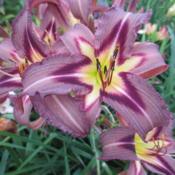 Location: Northern GermanyDate: 2017-07-11