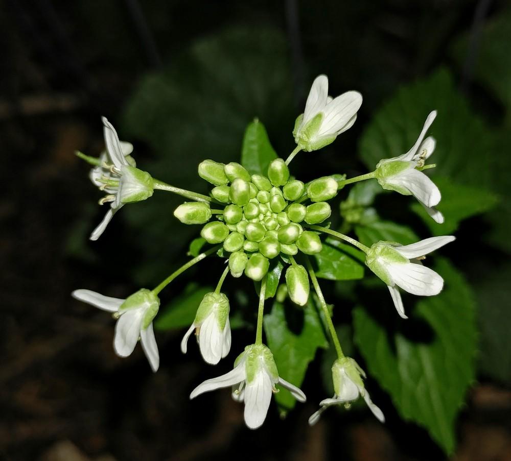 Photo of the bloom of Wasabi (Eutrema japonicum 'Mazuma') posted by