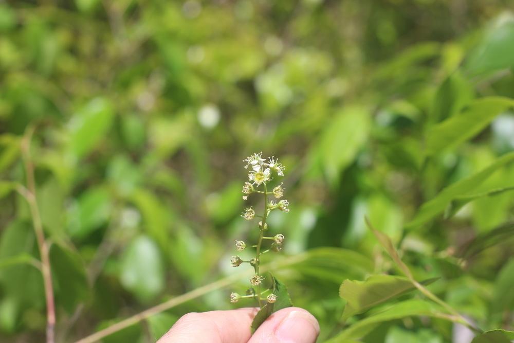 Wild 10' shrub, white flowers, blooming right now in the Plant ID forum