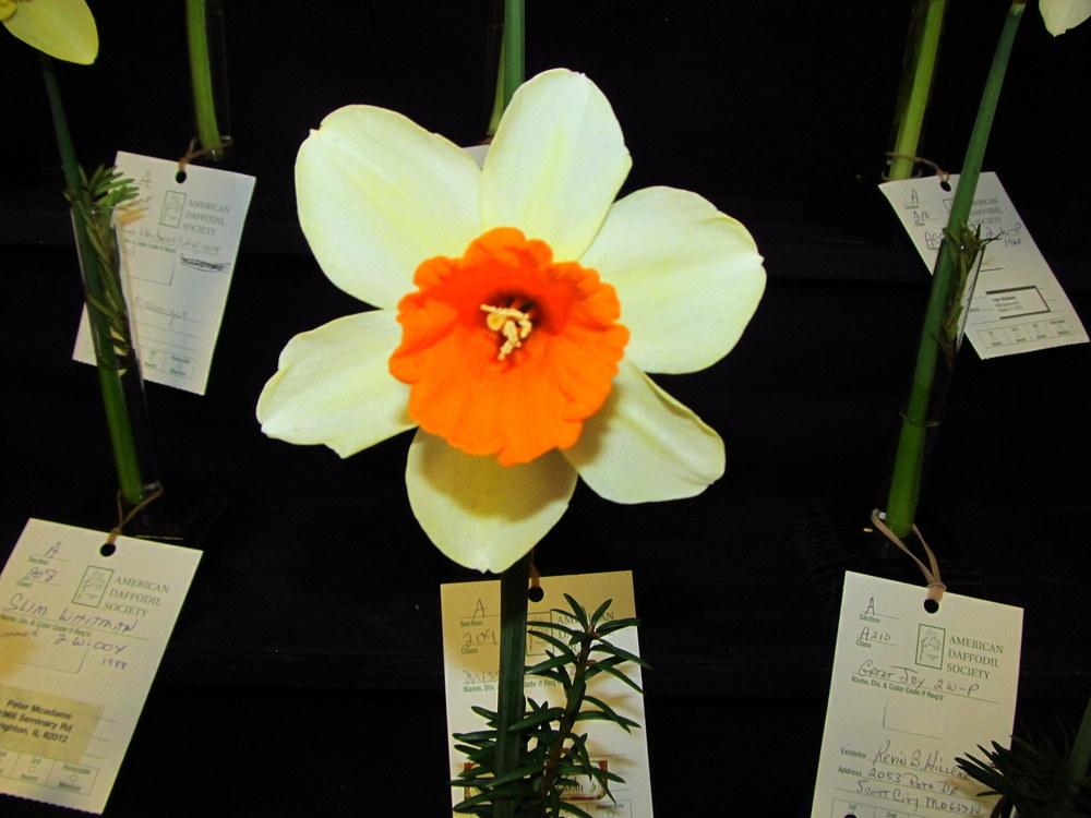 Large Cupped Daffodil (Narcissus 'Florida Orange') in the Daffodils Database