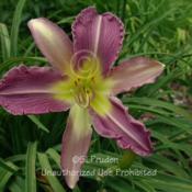 Location: Private Daylily Garden, MIDate: 7-2008