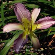 Location: Private Daylily Garden, MIDate: 2006-07-19