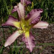 Location: Private Daylily Garden, MIDate: 2006-07-19