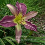 Location: Private Daylily Garden, MIDate: 7-2008
