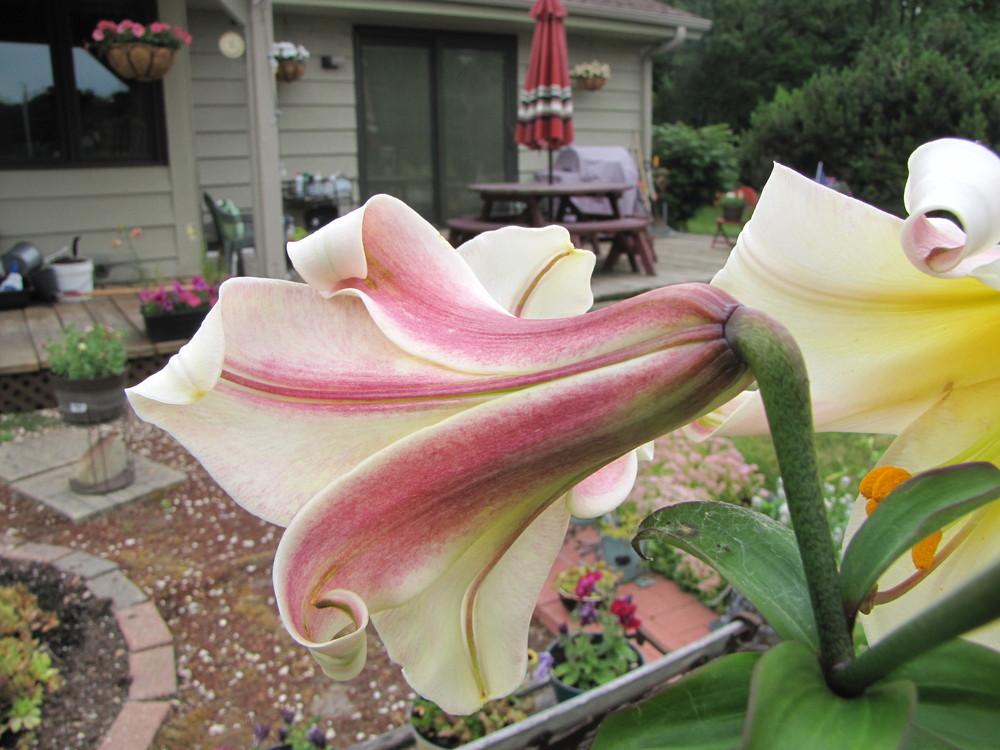 Lily "bulbs" growing above soil level in containers. in the Lilies