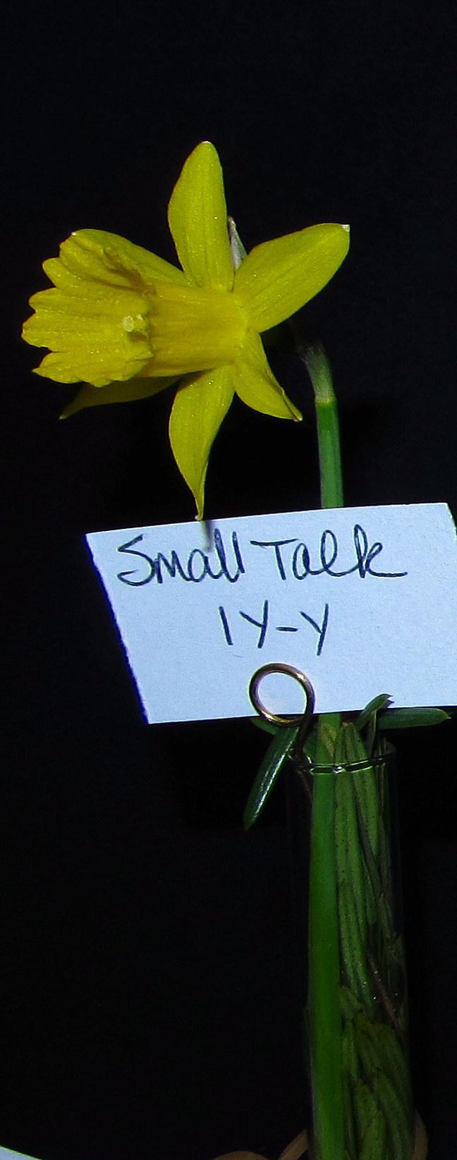 Trumpet Daffodil (Narcissus 'Small Talk') in the Daffodils Database