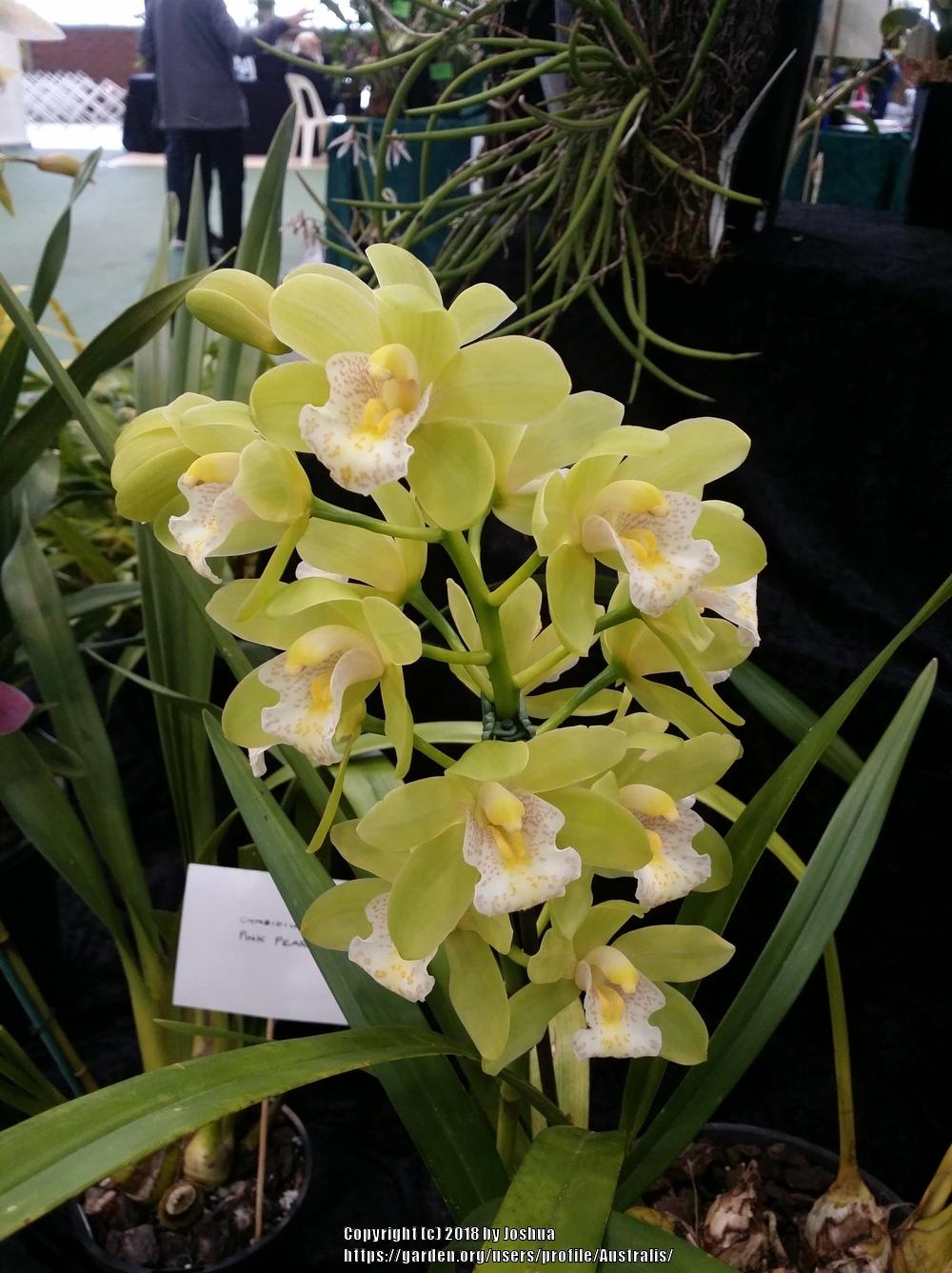 Orchid (Cymbidium Mini Mint)