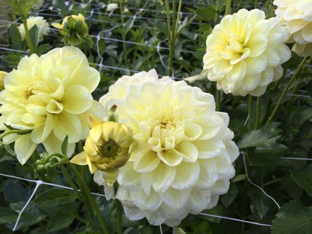 Dahlia &lsquo;Sun Kissed&rsquo; in the Dahlias Database - Garden.org