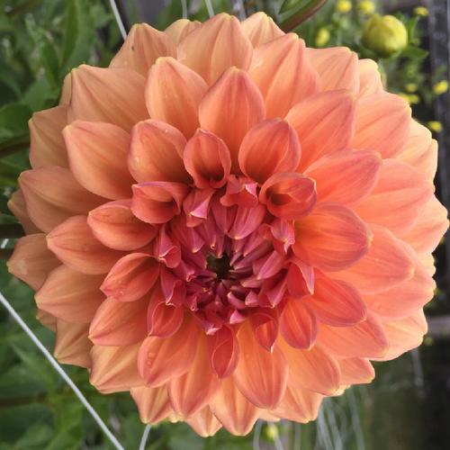 Dahlia ‘Peach Bud’ in the Dahlias Database - Garden.org