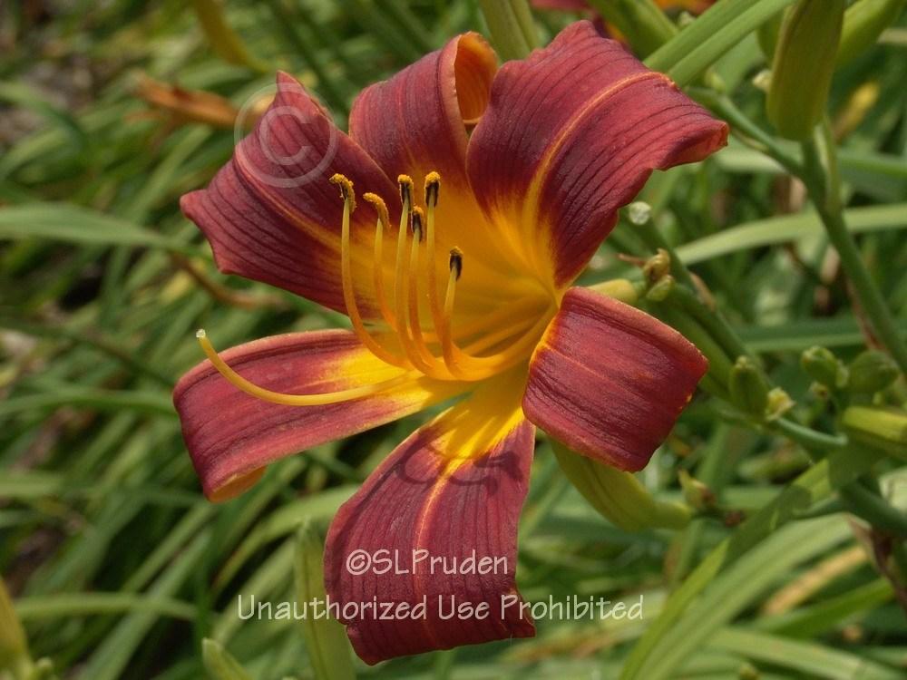Photo of the bloom of Daylily (Hemerocallis 'Red Magic') posted by