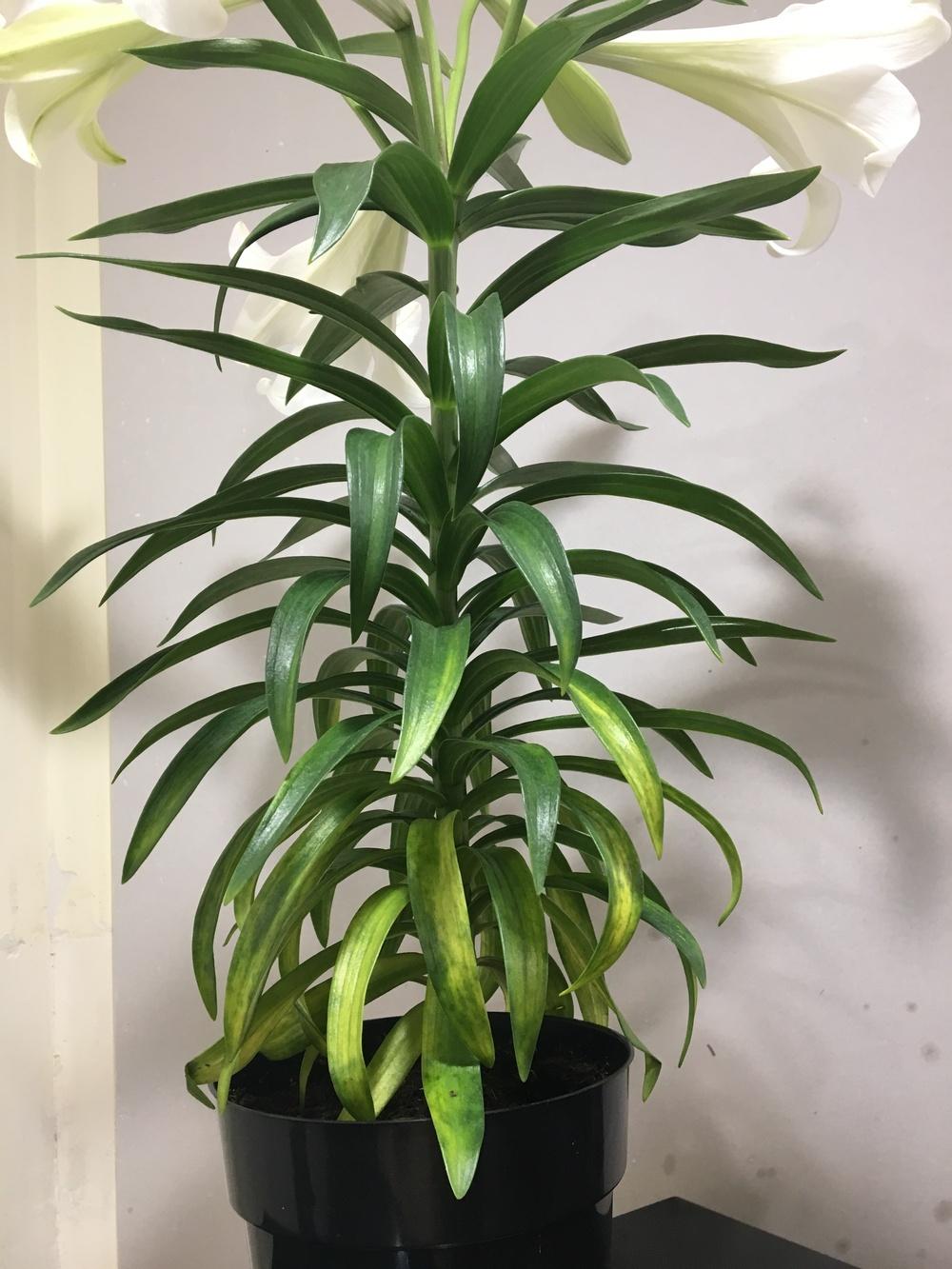 Easter Lily (Lilium Longiflorum) Leaves Yellowing in the Lilies forum