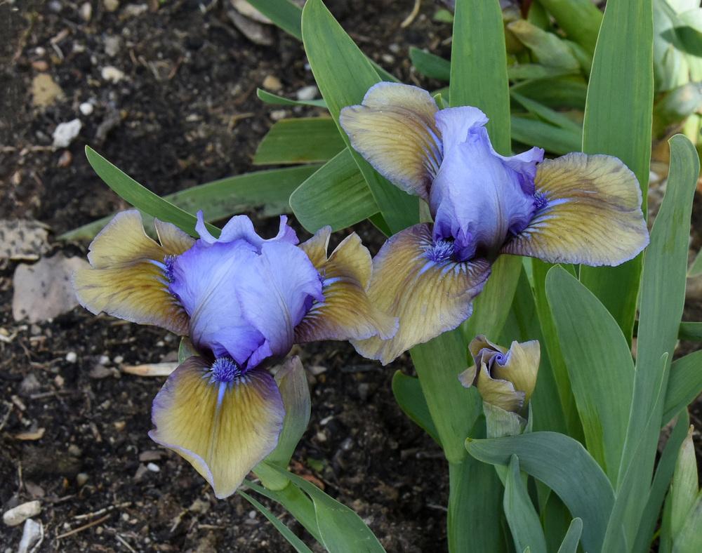 Standard Dwarf Bearded Iris (Iris 'Blueberry Tart') in the Irises