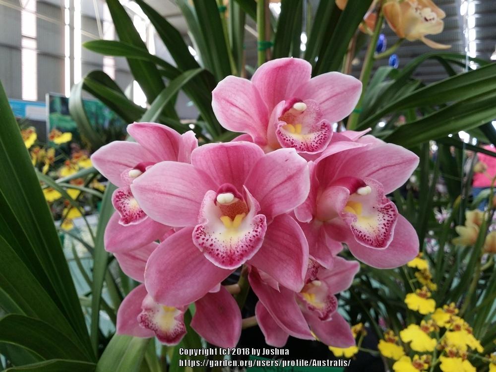 Olympic Roses Orchid (Cymbidium Valley Olympic 'Rose') - Garden.org