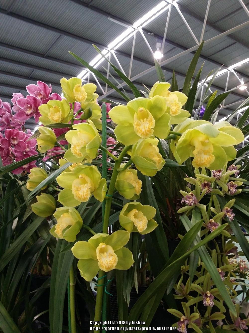 Orchid (Cymbidium Wyanga 'Elanora')