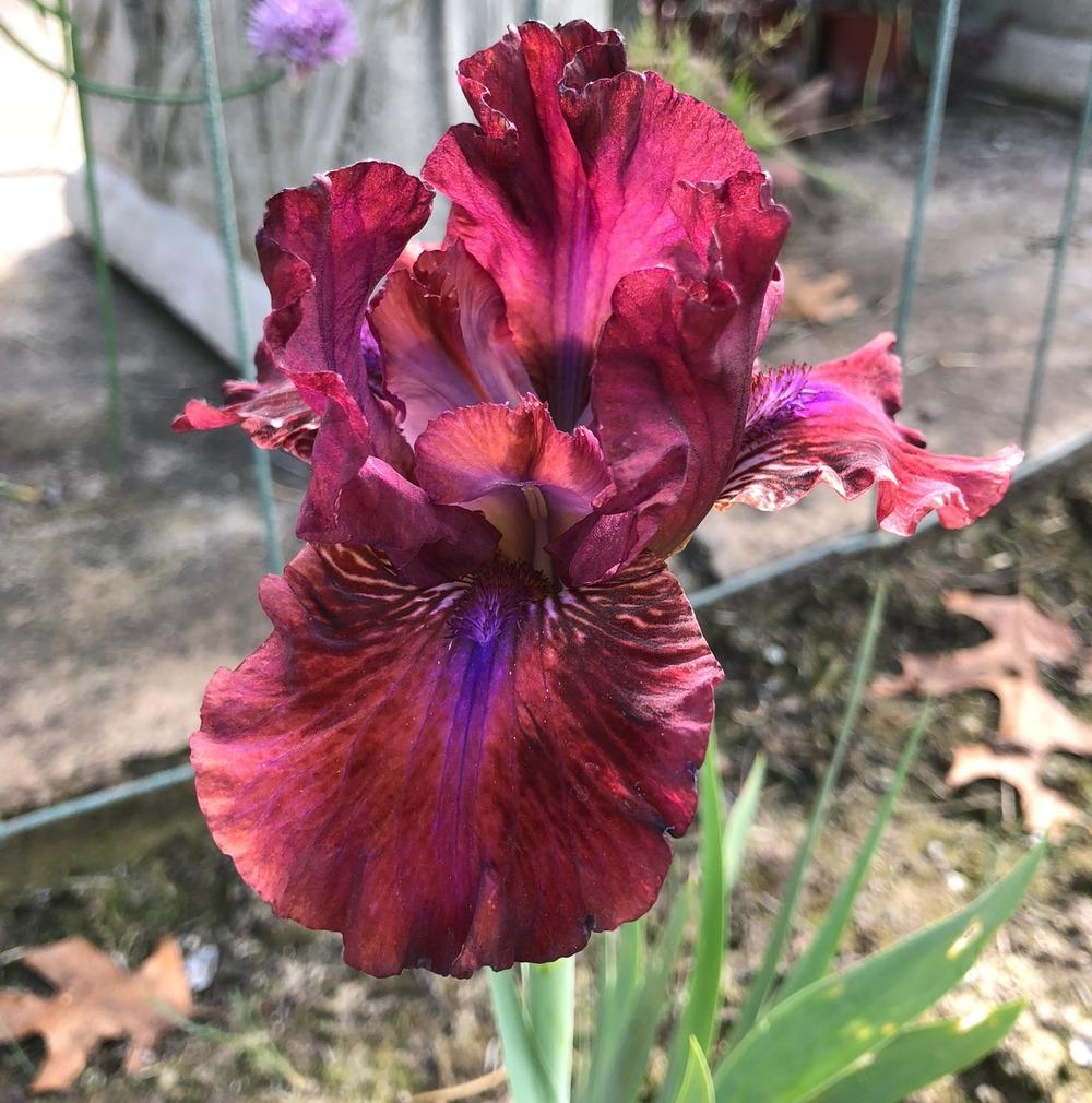 Photo of the bloom of Intermediate Bearded Iris (Iris 'Bounce') posted