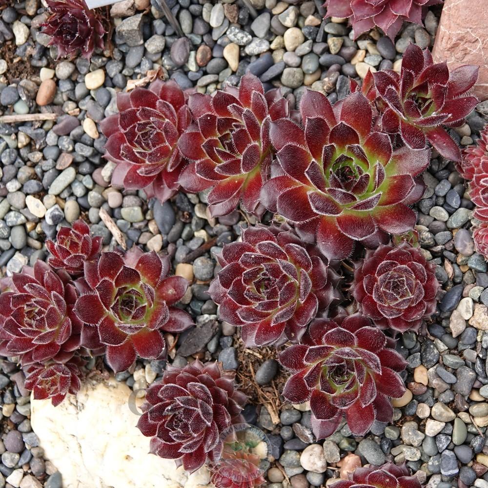 Sempervivum Plant Care and Collection of Varieties