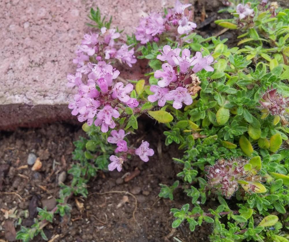 Photo of the entire plant of Creeping Thyme (Thymus serpyllum 'Pink