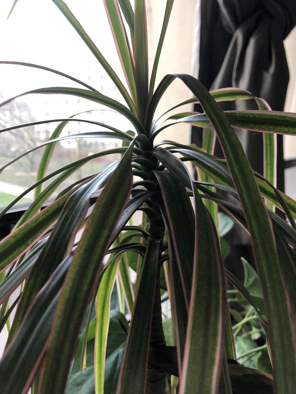How to Propagate Madagascar Dragon Tree in the Ask a Question forum